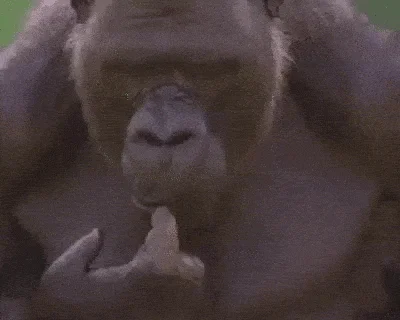 Why DO diets work in the short term? This ape wants to know so he can eat healthy.